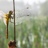 Dew covered Common Darter 3 